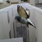 Home get pigeon netting installation in delhi at green cottage.jpg